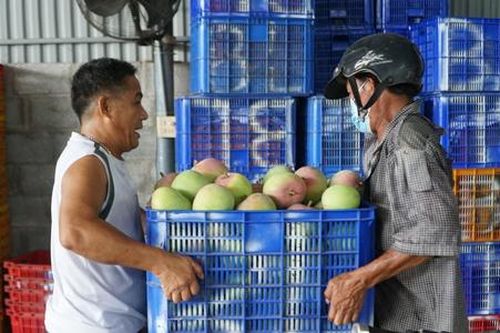 Tìm hướng đi đột phá cho HTX trồng xoài
