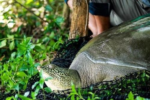 Cần làm rõ nguyên nhân cá thể rùa gần 100kg chết ở hồ Đồng Mô