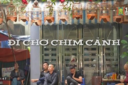 Đi chợ chim cảnh (Nhịp sống Hà Nội ngày 12/05/2023)