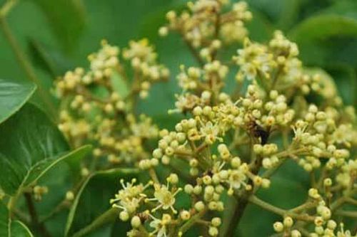 Cây Mắc khén (Zanthoxylum rhetsa) nguồn dược liệu quý của Việt Nam