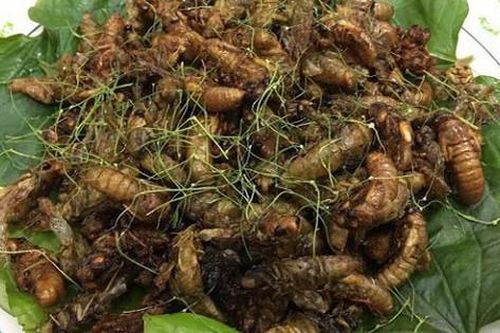 Vui miệng ăn đặc sản ve sầu rang lá chanh, cô gái ở Tuyên Quang phải nhập viện gấp