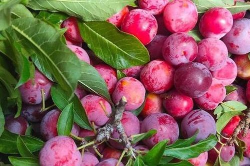 Bất ngờ với loại 'cherry' giá chỉ vài chục nghìn đồng ồ ạt bán trên thị trường