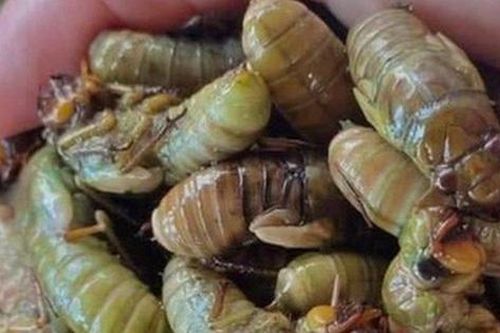 Dùng ve sầu làm thực phẩm dễ rước họa cho sức khỏe
