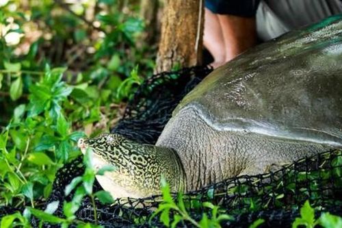 Điều tra nguyên nhân rùa Hoàn Kiếm ở hồ Đồng Mô bị chết