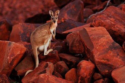 Lý do Australia kêu gọi người dân giết kangaroo và lấy thịt