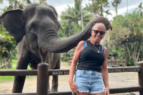Du khách gặp tai nạn khi chụp ảnh với voi ở Bali
