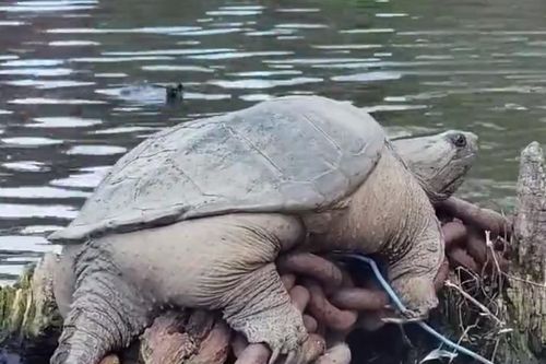 Phát hiện rùa ngoạm khổng lồ 'Chonkosaurus'