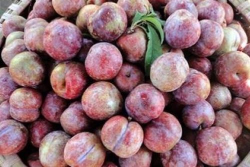 Cách chọn mận đầu mùa tươi ngon không nên bỏ qua