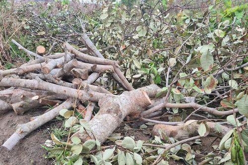 Ồ ạt chặt bỏ vườn điều ở huyện biên giới
