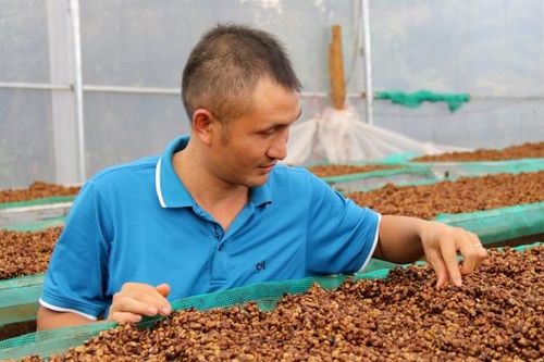 Gia Lai: Những người nông dân kỳ công nâng tầm giá trị hạt cà phê