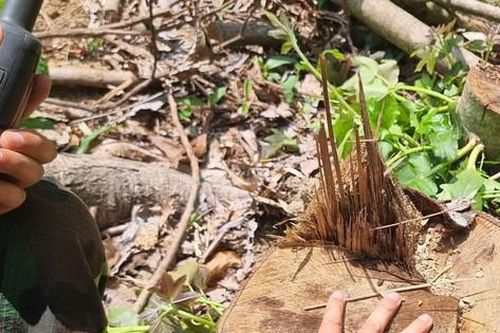 Mập mờ khai thác rừng trồng, phá rừng tái sinh