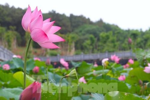 Hoa Sen thơm ngát, khoe sắc rực rỡ trên quê Bác những ngày tháng 5