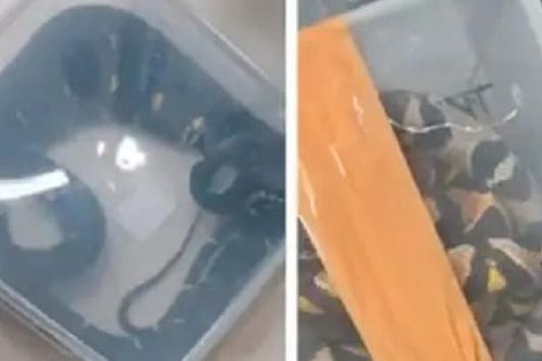 Video nữ hành khách giấu hơn 20 con rắn trong vali