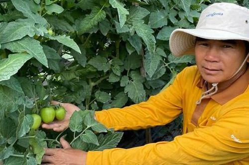 Syngenta ra mắt công nghệ mới phòng trị sương mai, giả sương mai cho rau màu