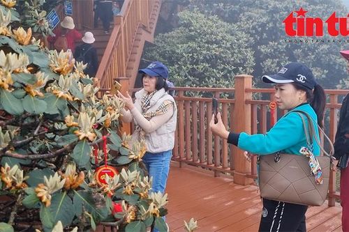 Khánh thành 'đường dạo ngắm hoa đỗ quyên' tại Sun World Fansipan