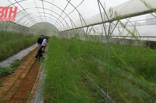 Chuyển đổi cơ cấu cây trồng ở Ngọc Lặc