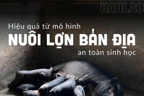 Hiệu quả từ mô hình nuôi lợn bản địa an toàn sinh học