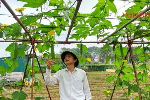 Trồng rau an toàn quy mô lớn, các HTX ở Hà Nội thu hàng tỷ đồng mỗi năm