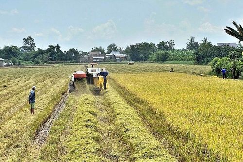 An Giang kiến nghị chính sách đặc thù cho doanh nghiệp đầu tư vào nông nghiệp