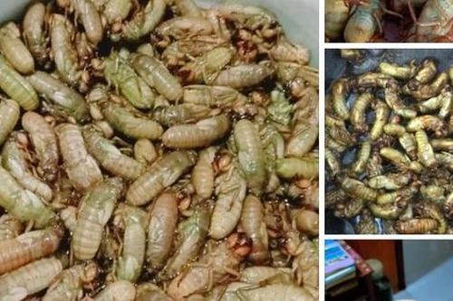 Giới nhậu săn lùng món ăn từ ve sầu, cẩn thận lợi bất cập hại