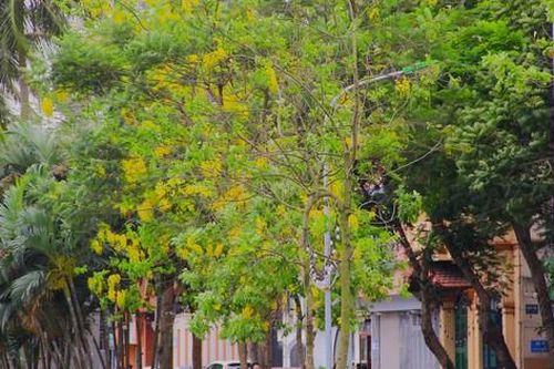 Muồng Hoàng Yến bung nở, sắc vàng điểm xuyết khắp phố phường Hà Nội