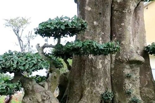 Cây duối giá 6 tỷ đồng mà vẫn có người than 'quá rẻ'