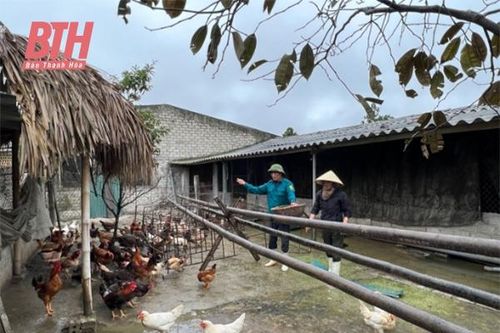 Chế biến thức ăn chăn nuôi từ phụ phẩm trồng trọt