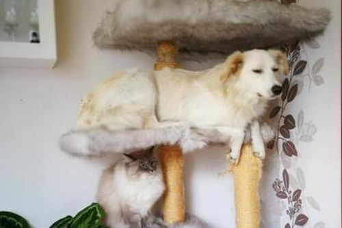 'Cười ngất' với những khoảnh khắc cún cưng bị 'mèo hóa'