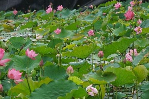 Hoa sen rực nở, thơm ngát trên quê hương Bác Hồ