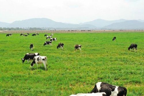 Huy động thêm 600 tỷ đồng, Vilico có dự định gì?