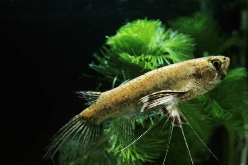 Top loài cá cảnh nước ngọt độc lạ nhất thế giới: Có loài như... rắn