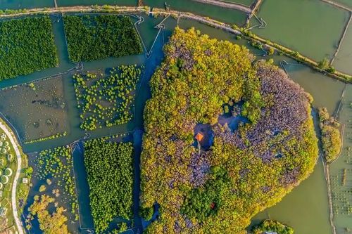 Phục hồi đa dạng sinh học: Từ thỏa thuận đến hành động