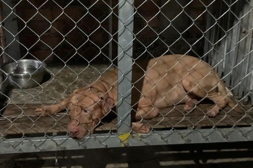 Gây mê chó Pitbull cắn chết người, tiếp cận khám nghiệm điều tra