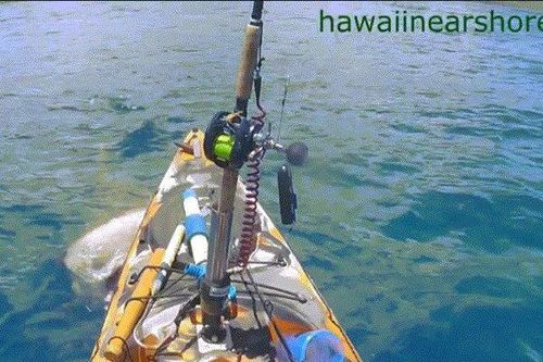 Hãi hùng khoảnh khắc cá mập 'khủng' chồm lên tấn công người ngồi thuyền kayak