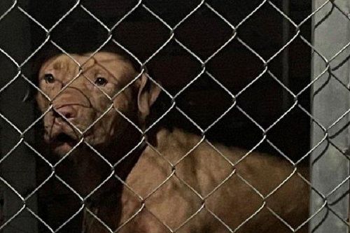 Chó Pitbull cắn chết cụ bà 82 tuổi