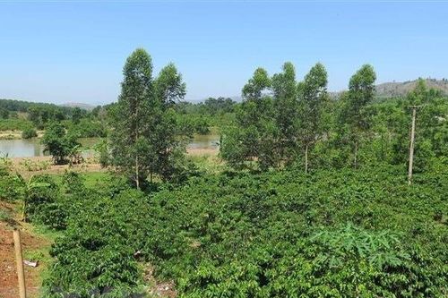 Lâm Đồng: Làm rõ thông tin có hổ xuất hiện ở vườn cao su