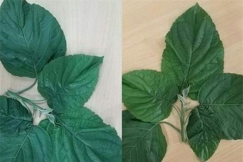 Chữa táo bón bằng lá lộc mại, một người phải nhập viện cấp cứu