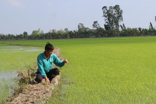 Tập trung sản xuất nông nghiệp theo hướng chuỗi giá trị gia tăng