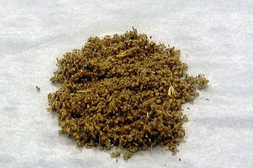 Nam sinh ở TP.HCM nhập viện vì ảo giác sau khi hút cỏ Mỹ