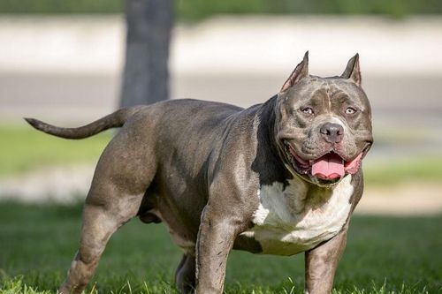 Giải mã loài chó Pitbull nguy hiểm số một thế giới