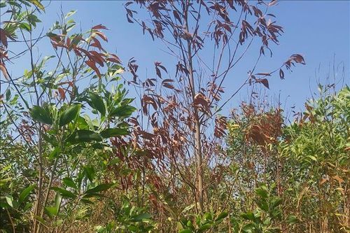 Điều tra nguyên nhân hơn 31 ha rừng ở huyện Đức Cơ chết bất thường