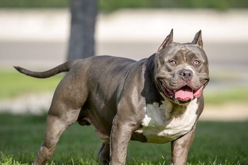 Vì sao vết cắn của chó Pitbull đáng sợ hơn những giống chó khác?