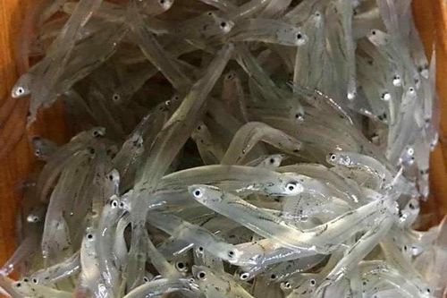 Loại cá có tên độc lạ, xưa 'nhà nghèo' mới ăn, nay thành đặc sản ngon và bổ dưỡng ở thành phố, 300.000 đồng/kg