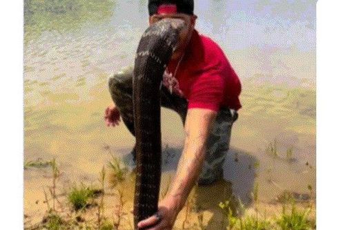 Tay không túm rắn hổ mang chúa, người đàn ông có hành động gây sửng sốt