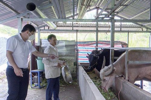 Phìn Hồ phòng tránh dịch bệnh cho đàn vật nuôi