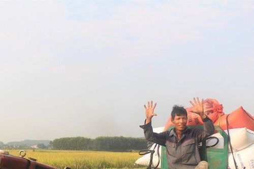 Còng lưng dưới nắng 40 độ C, người vận chuyển lúa bỏ túi tiền triệu