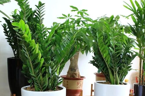 Trồng cây kim tiền muốn phát tài phát lộc nhất định phải làm 5 việc này