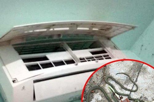 Rùng mình phát hiện cả ổ rắn lục bò lổm ngổm trong điều hòa