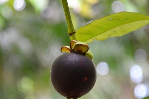 Ăn măng cụt đừng vứt vỏ, nó có công dụng thần kỳ không nhiều người biết