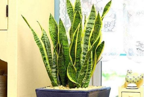 Làm 3 việc này, cây lưỡi hổ khó ra hoa đến mấy cũng trổ bông trắng muốt, rước lộc về nhà
